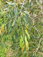 Eucalyptus radiata