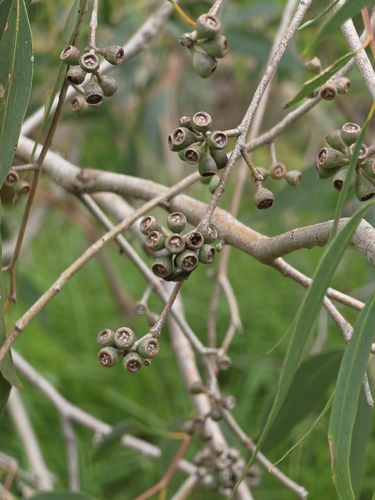 Eucalyptus radiata, photograph 2