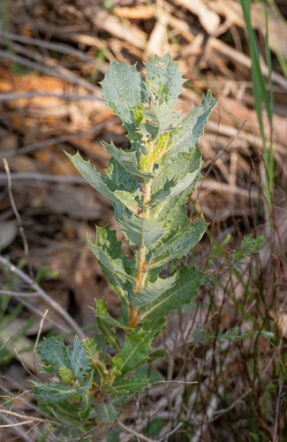 Parrot Bush