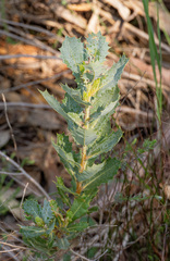 Banksia sessilis, photograph (c) Carmon, some rights reserved (CC BY-SA)