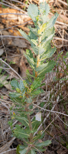 Banksia sessilis, photograph 3