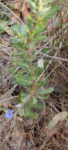 Banksia sessilis