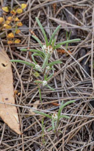 Dwarf Beauty-heads