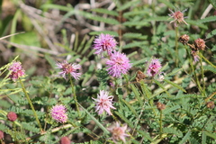 Mimosa nuttallii