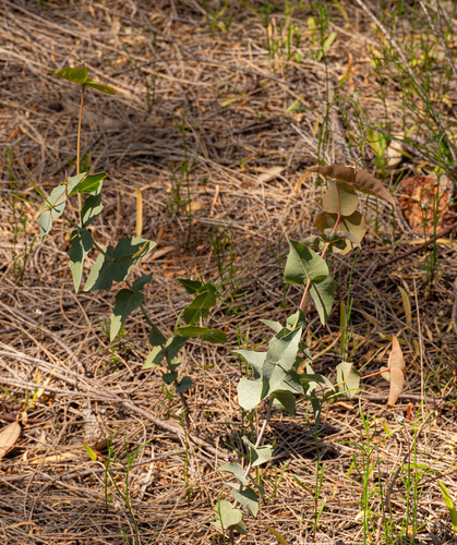 Prickly Poison