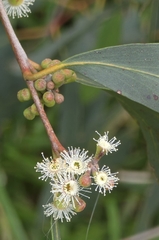 Eucalyptus radiata, photograph (c) Ian Rainbow, some rights reserved (CC BY)