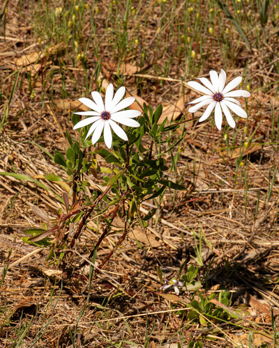 Afro-Australian daisies