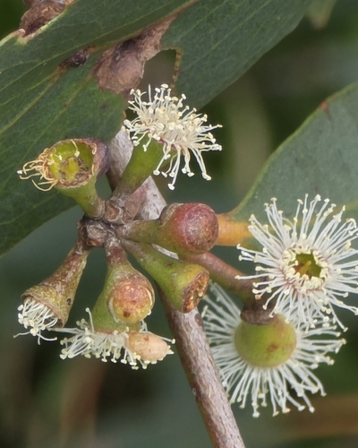 Eucalyptus radiata, photograph 4