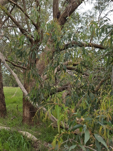 Eucalyptus radiata, photograph 5