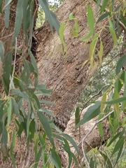 Eucalyptus radiata, photograph (c) Ian Rainbow, some rights reserved (CC BY)