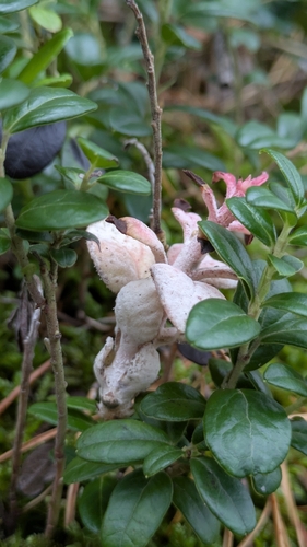 Lingonberry Gall