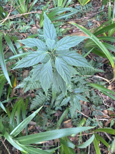 Helwingia japonica observed 2026-09-25