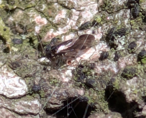 Trimerocaecilius becheti