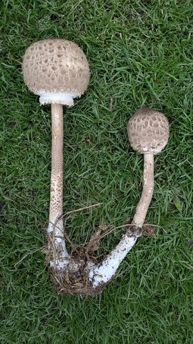 Parasol
