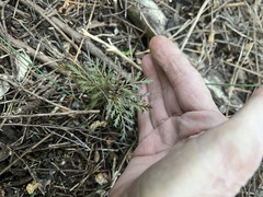 Phyllocladus trichomanoides, photograph author not stated, no rights reserved