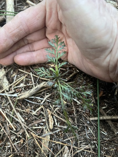Phyllocladus trichomanoides, photograph 2