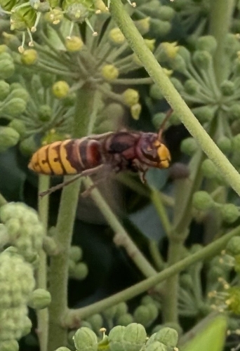 European Hornet