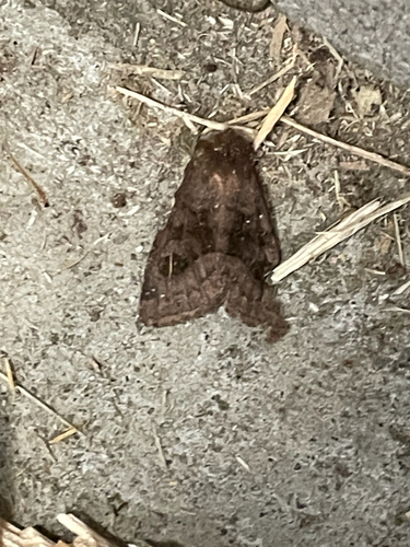 Bronzed Cutworm Moth