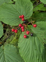 Viburnum lantanoides