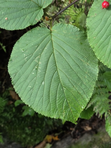 Viburnum lantanoides, photograph 2