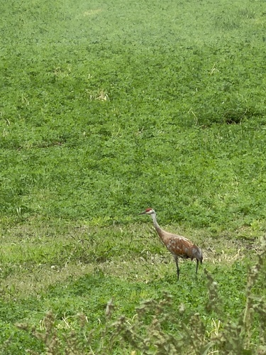 Sandhill Crane