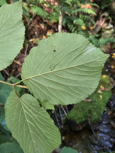 Viburnum lantanoides, photograph 4