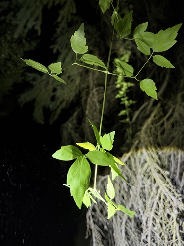 Western White Clematis