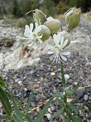 bladder campion