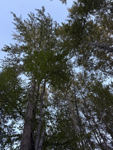 black cottonwood