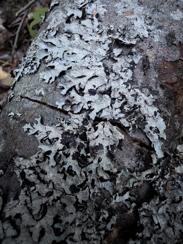 Netted shield lichen