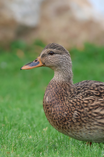 Mallard