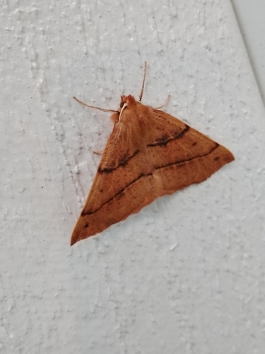 Feathered Thorn