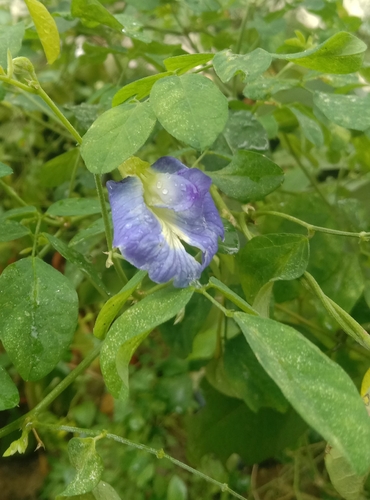 Blue Pea