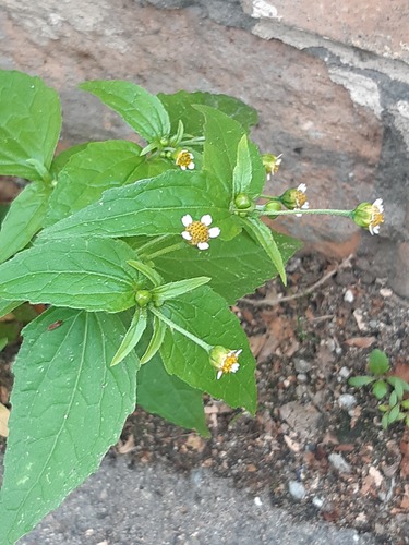 Наблюдение на iNaturalist