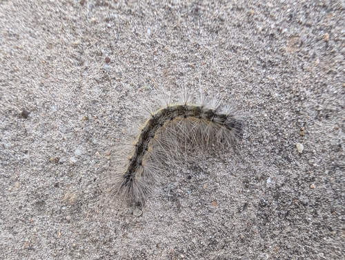 Fall Webworm Moth