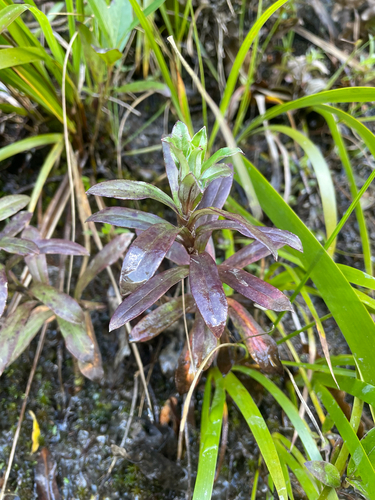 Anaphalioides trinervis, photograph 2