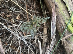Phyllocladus trichomanoides