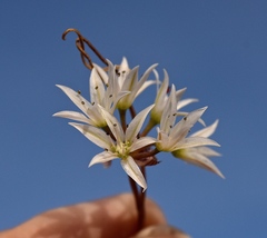 Allium nevadense