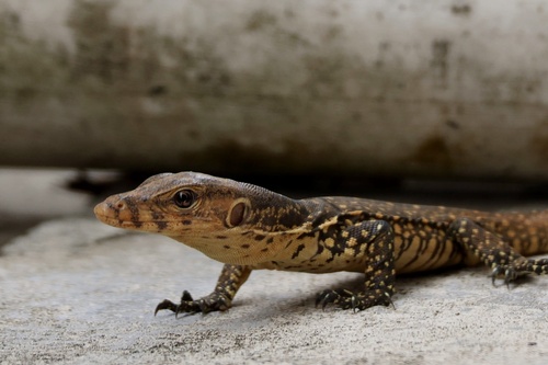 Indomalayan Water Monitor