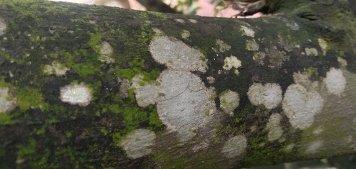 Whitewash Lichen