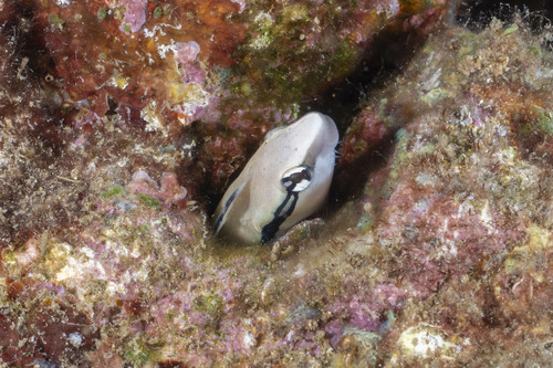 Aspidontus taeniatus observed 2026-09-06