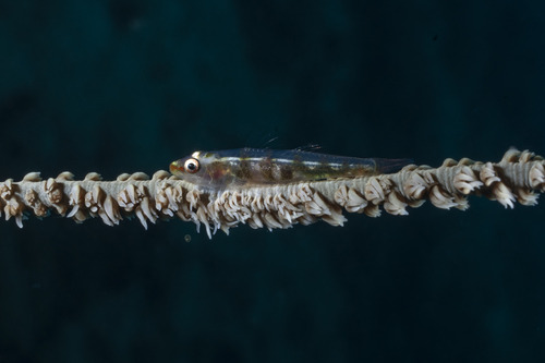 Bryaninops yongei observed 2026-09-06