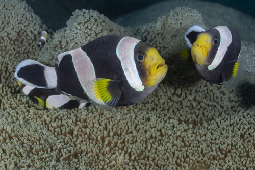 Amphiprion polymnus observed 2026-09-06