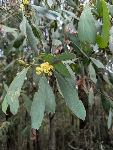 Acacia obliquinervia observed 2026-09-25