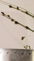 Carex brunnescens