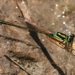 Black-fronted Forktail - Photo (c) J. N. Stuart, some rights reserved (CC BY-NC-ND)
