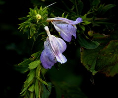 Calacanthus grandiflorus