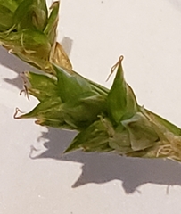 Carex brunnescens
