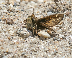 Hesperia metea
