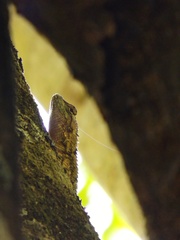 Sceloporus asper